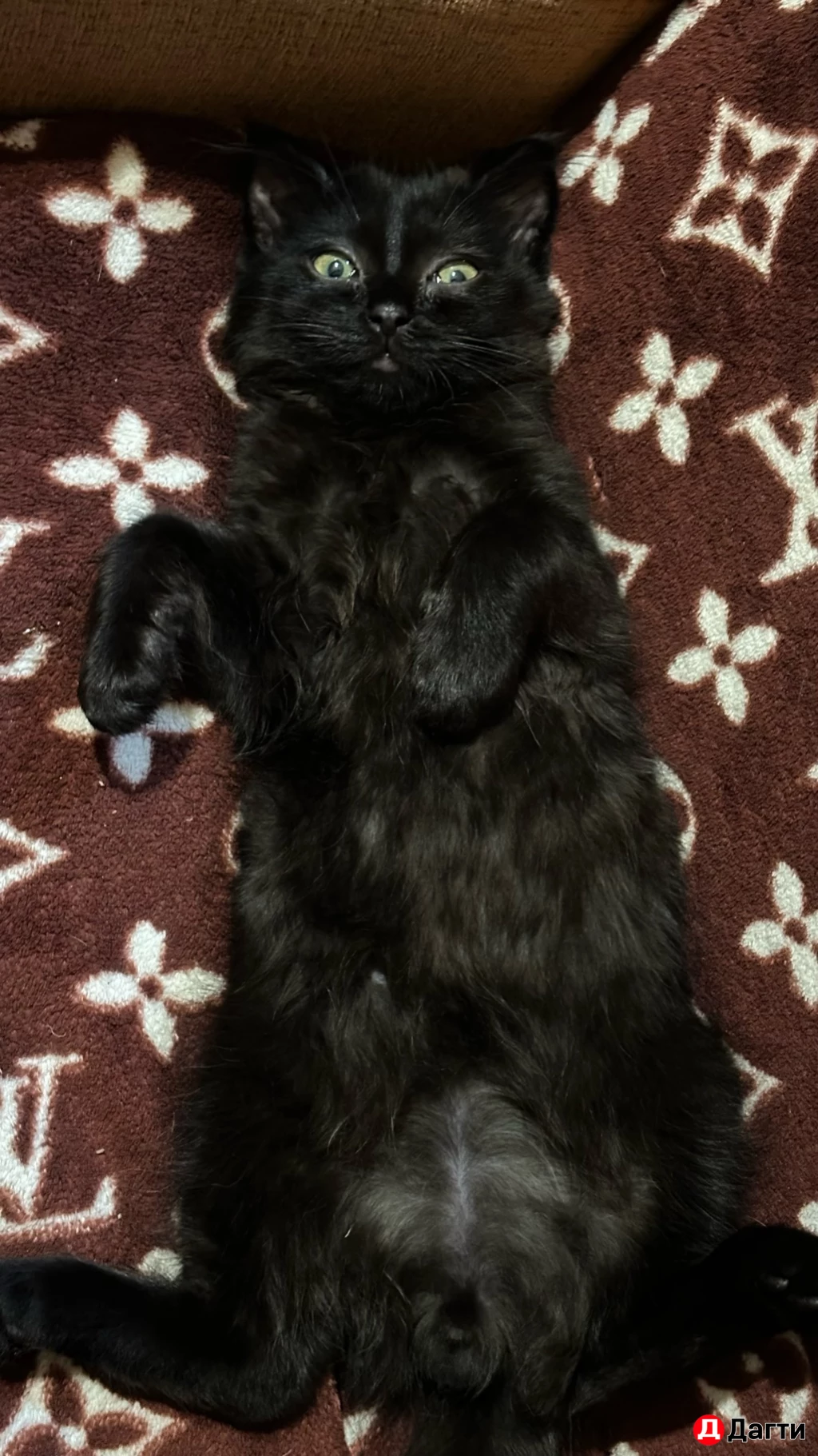 Кошка с котятами