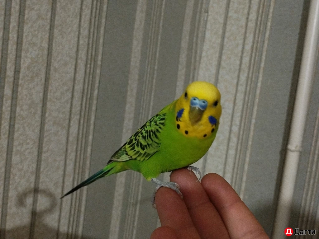 Пара волнистых попугаев
