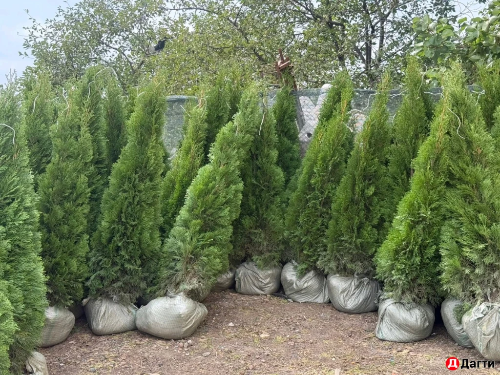 Туя Смарагд 160 см