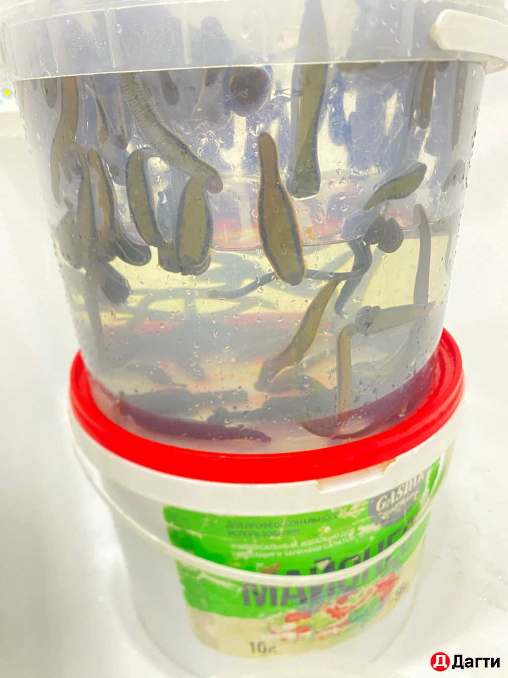 Пиявка медицинская.