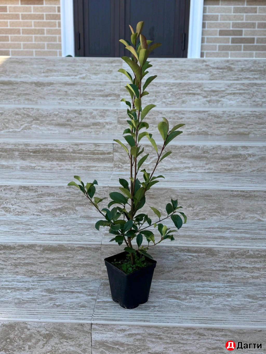 Фатиния Кустовая