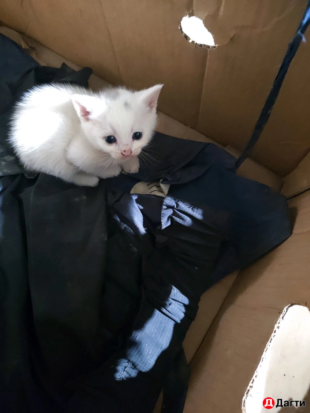 Вислоухие котята