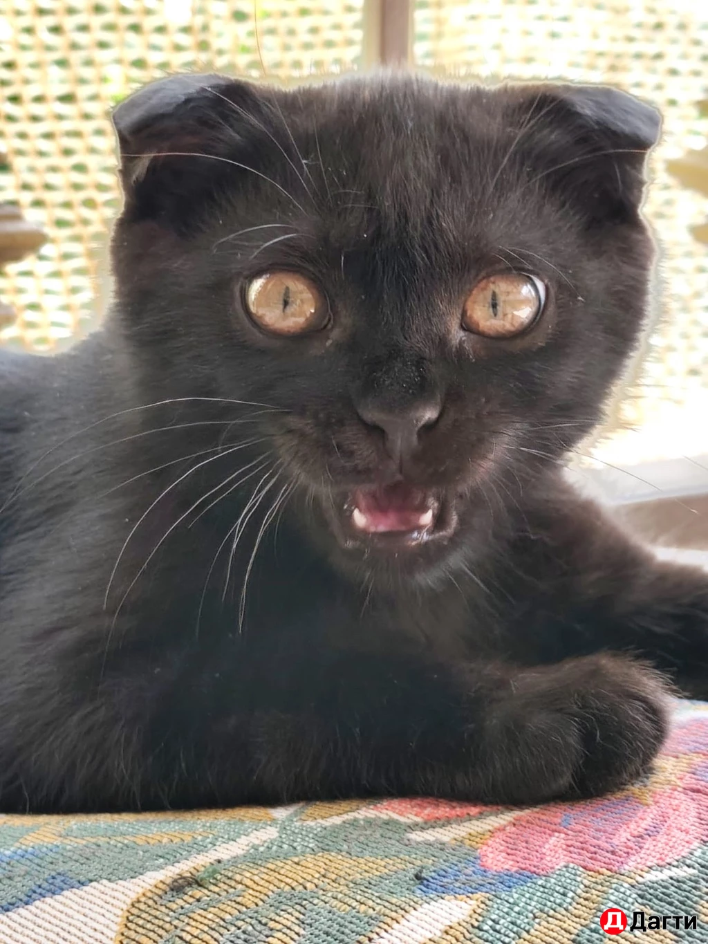 Вислоухие  котята