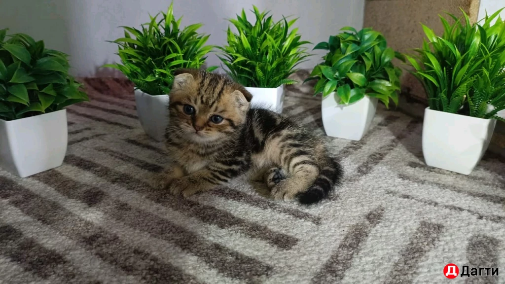 Шотландская вислоухая золотистая шиншила