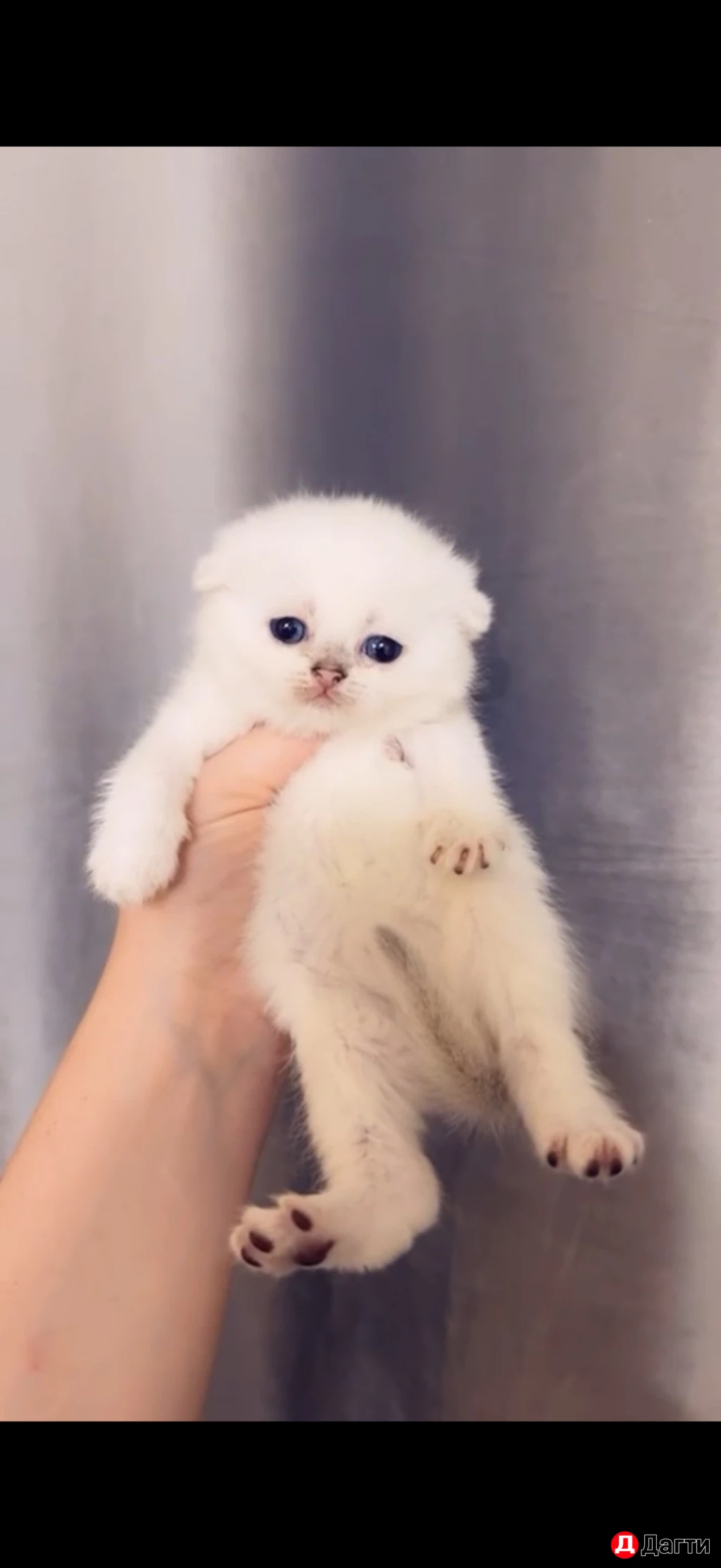 Котята шотландцы