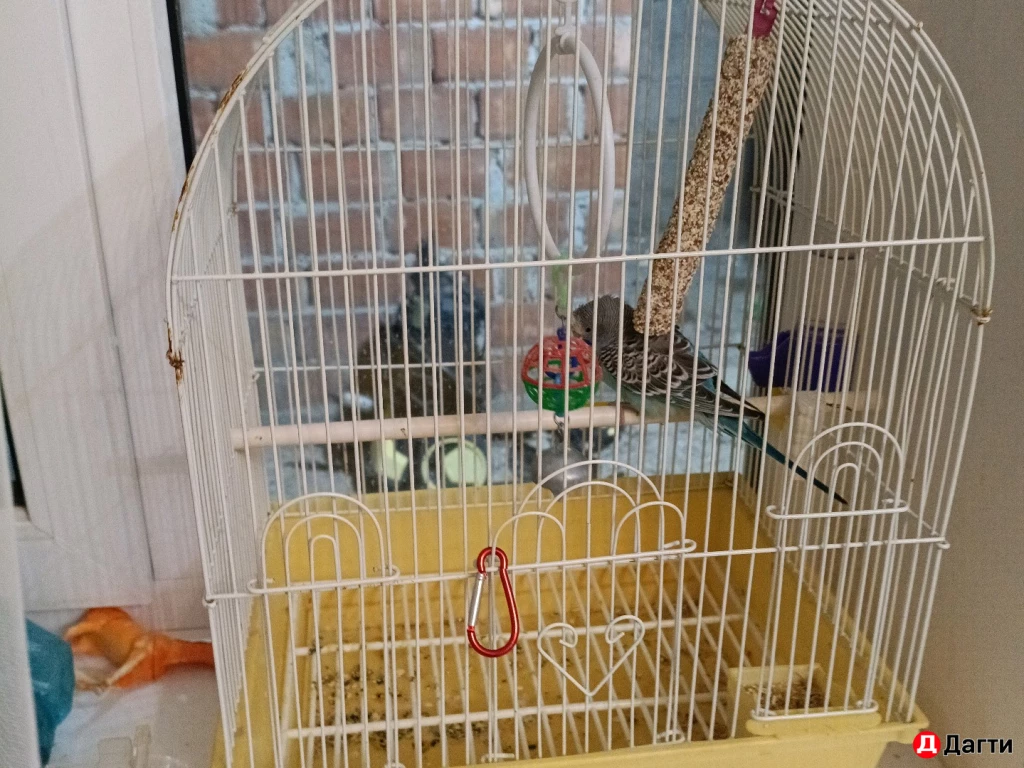 Волнистый попугай