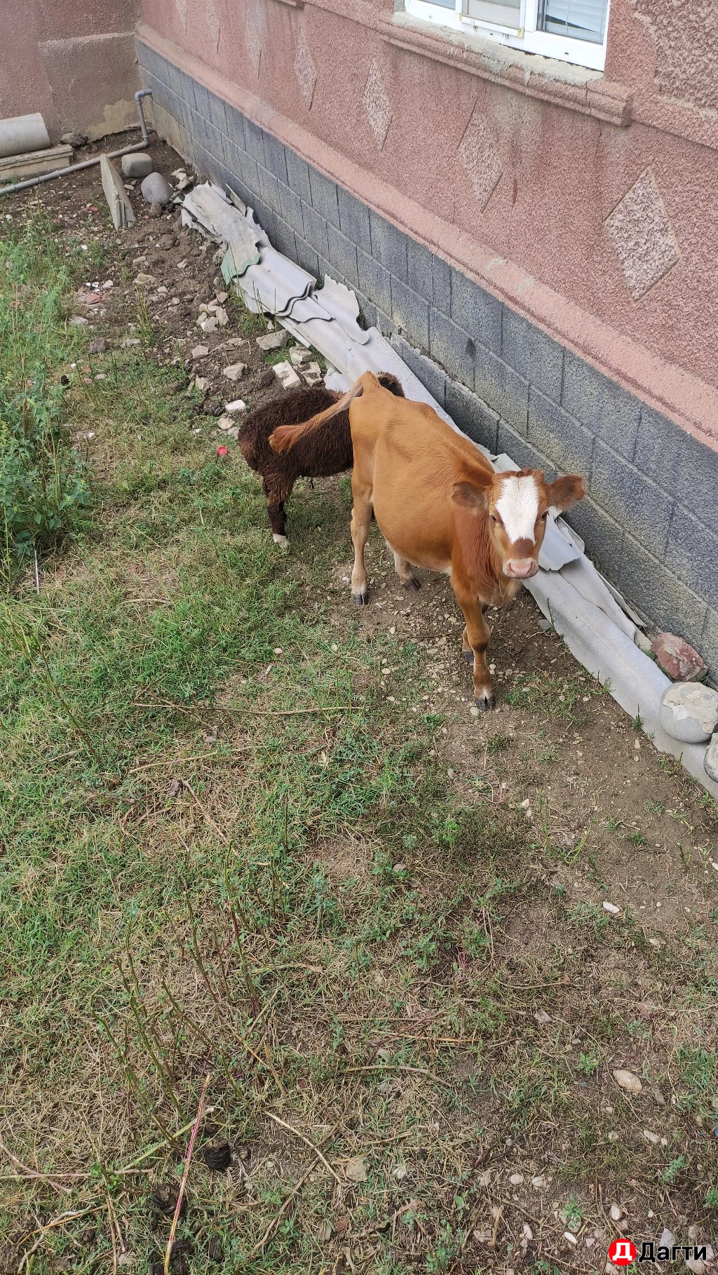 Теленок (телка)