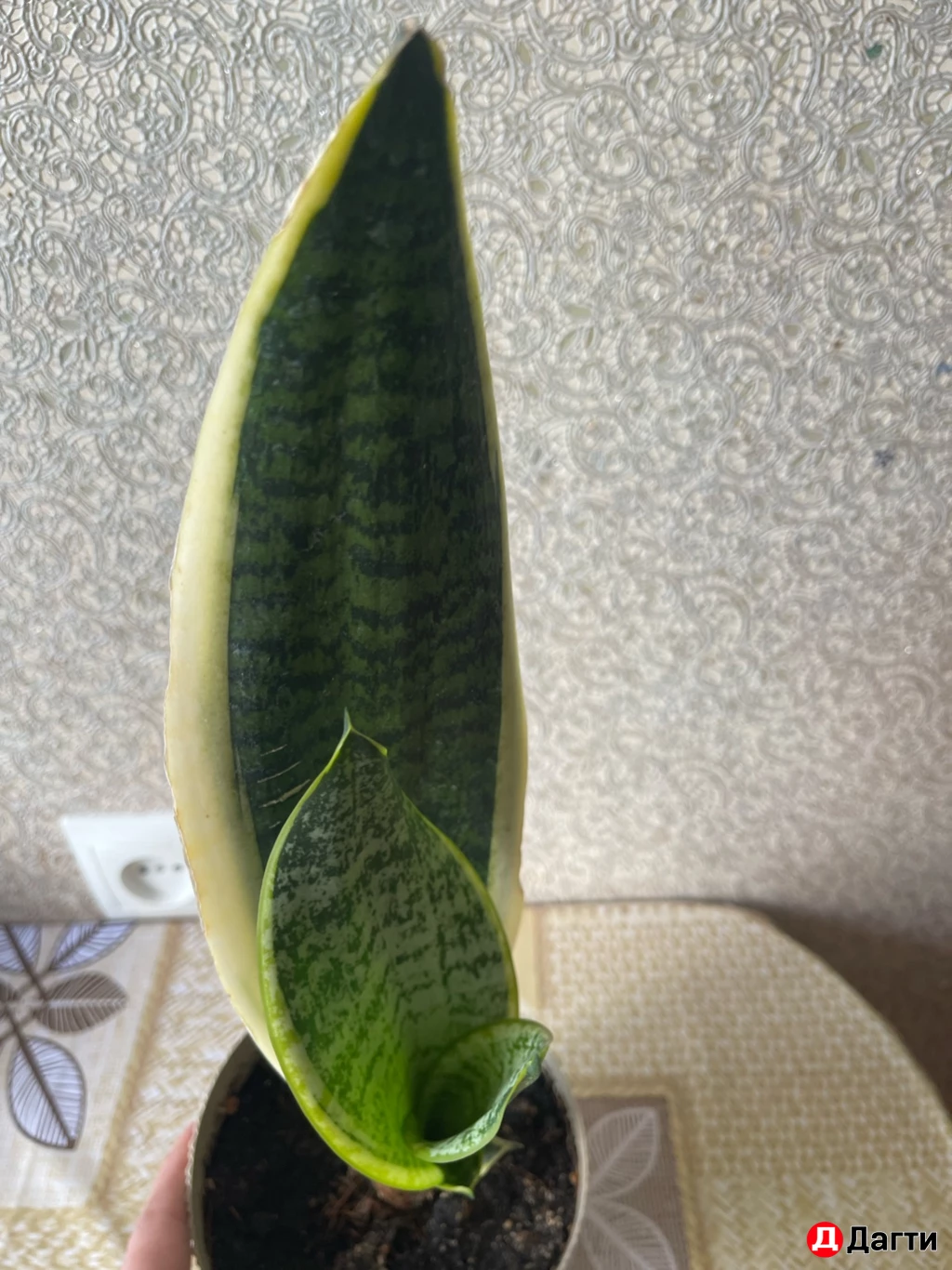 Сансевиерия