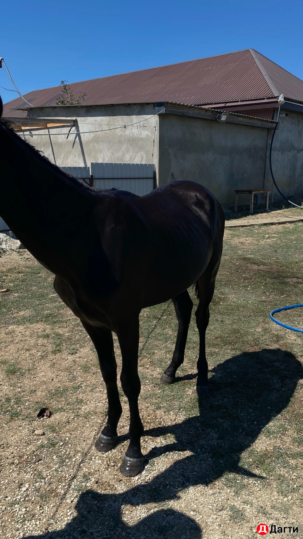 Англокарачай