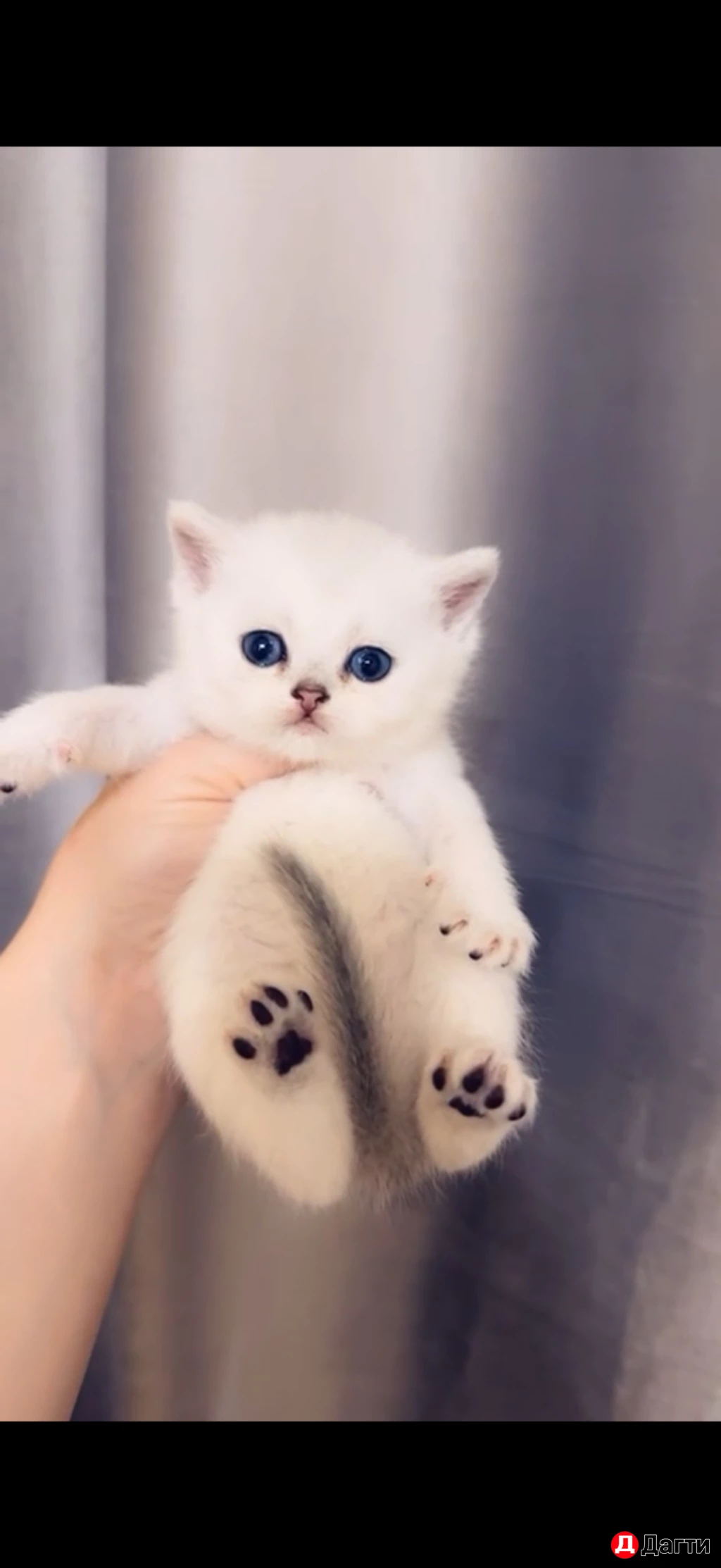 Котята шотландцы