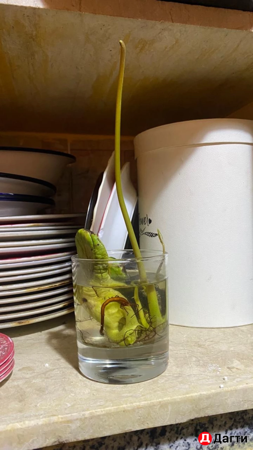 Манго дерево Египет