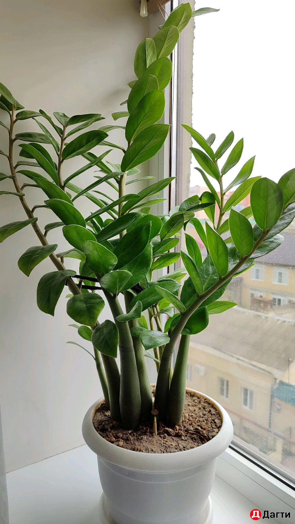 Замиакулькас