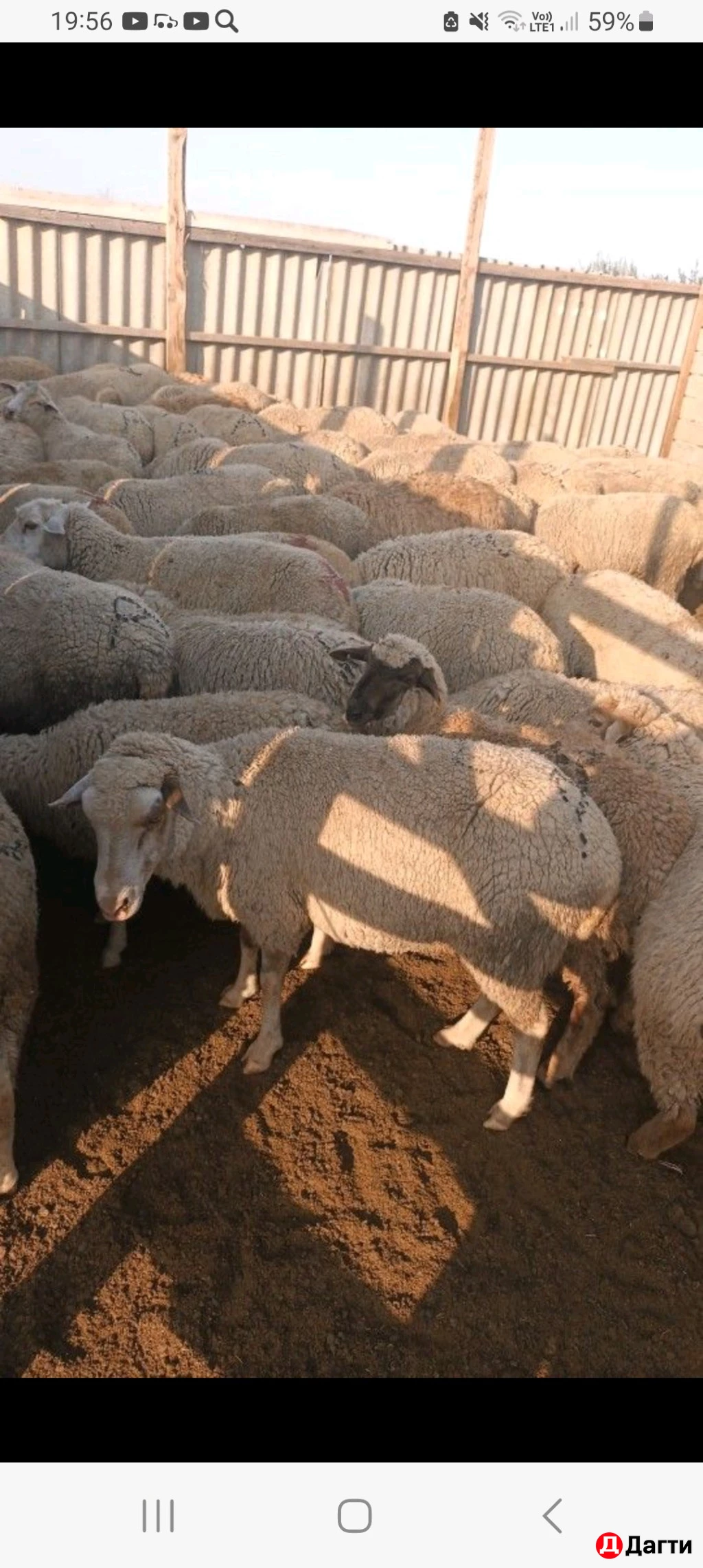 Продаю( овцы матки)хорошие,упитанные, не покрытые