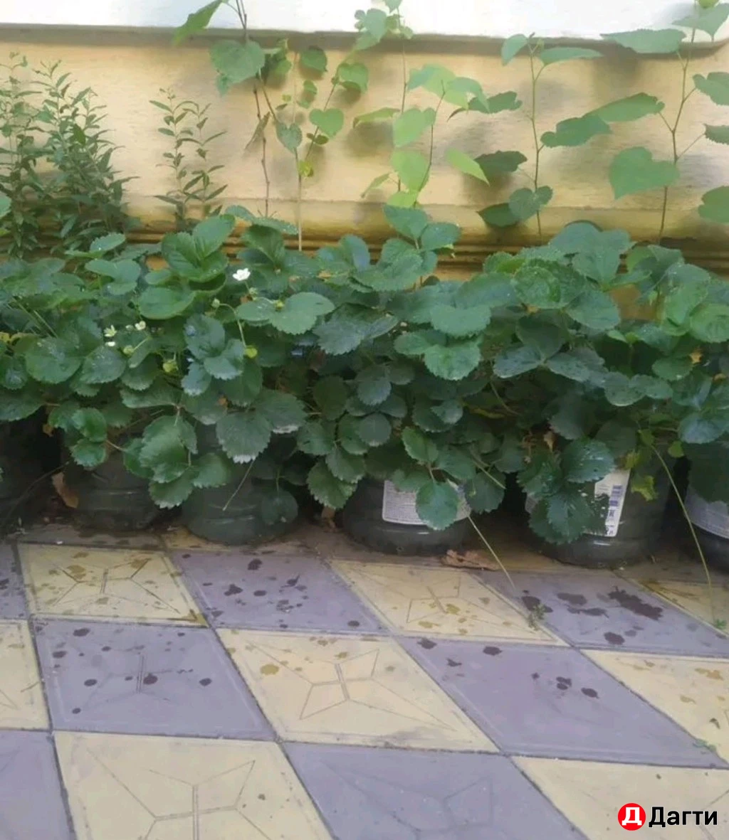 Клубника рассада