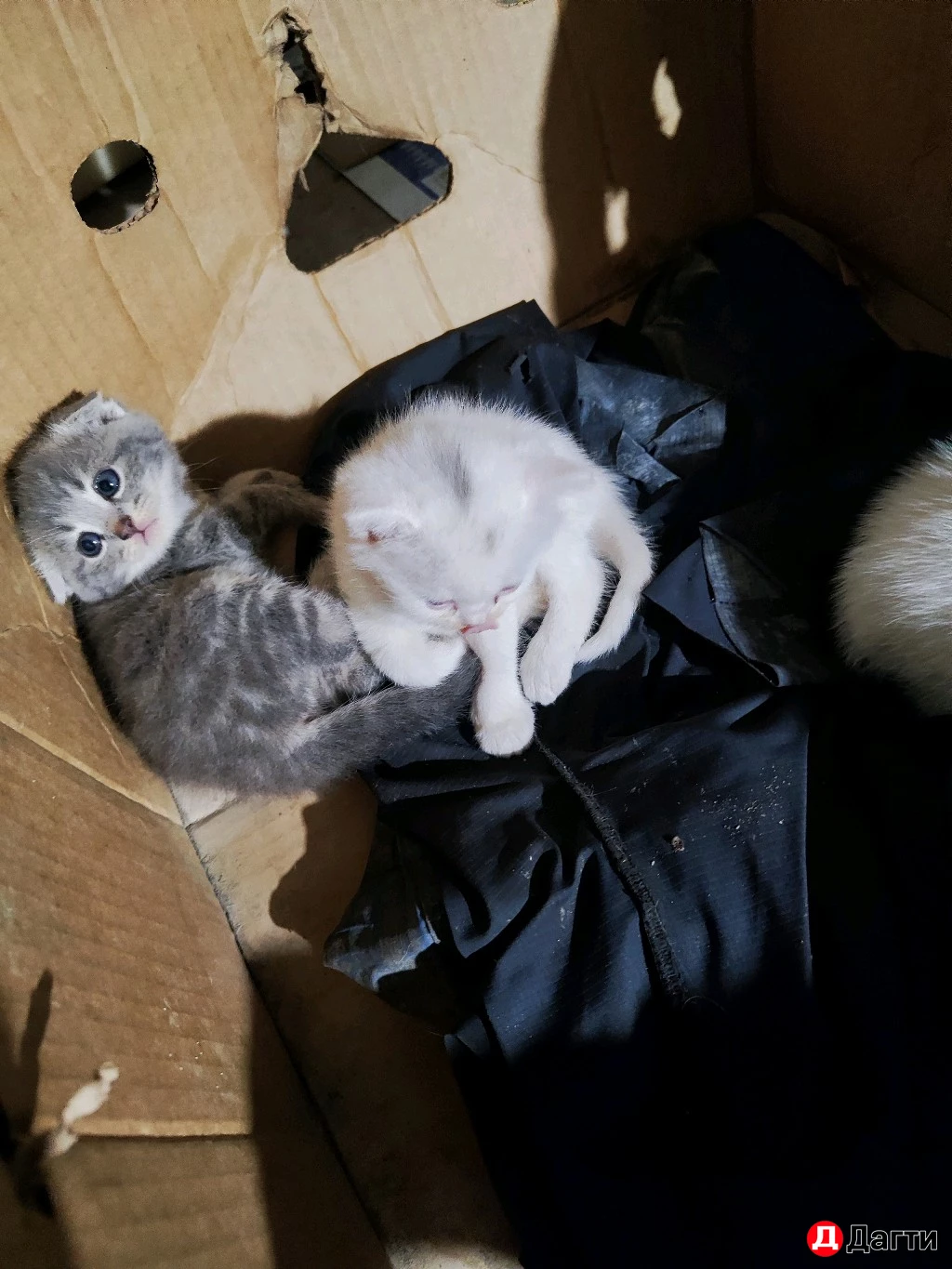 Вислоухие котята