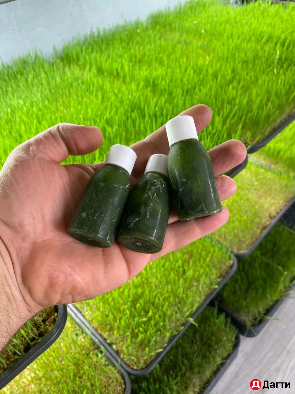 Витграсс для иммунитета