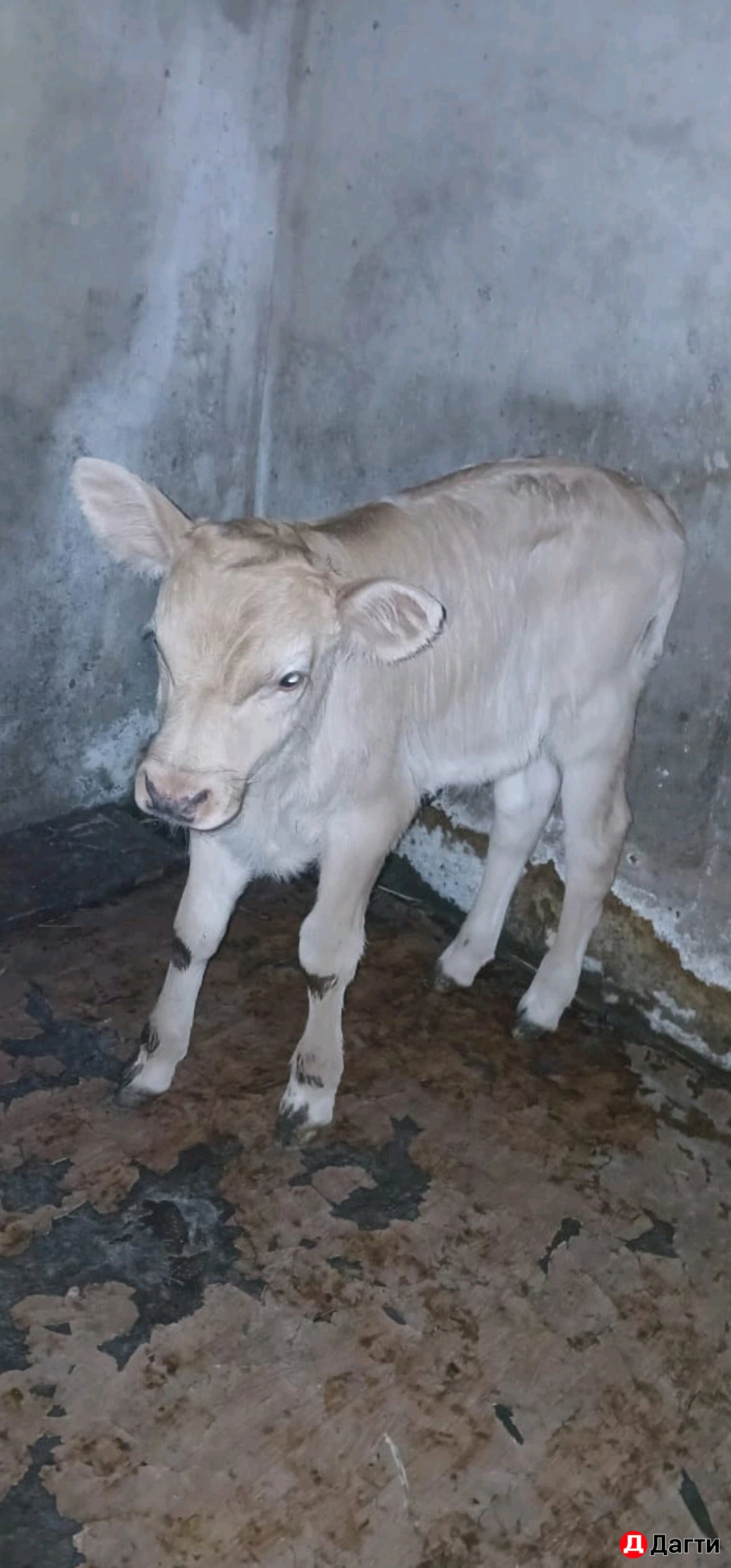 Корова с телёнком, корова дойная, бычок, тёлка.