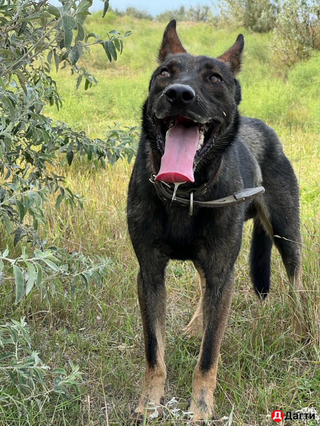 Немецкая  авчарка.