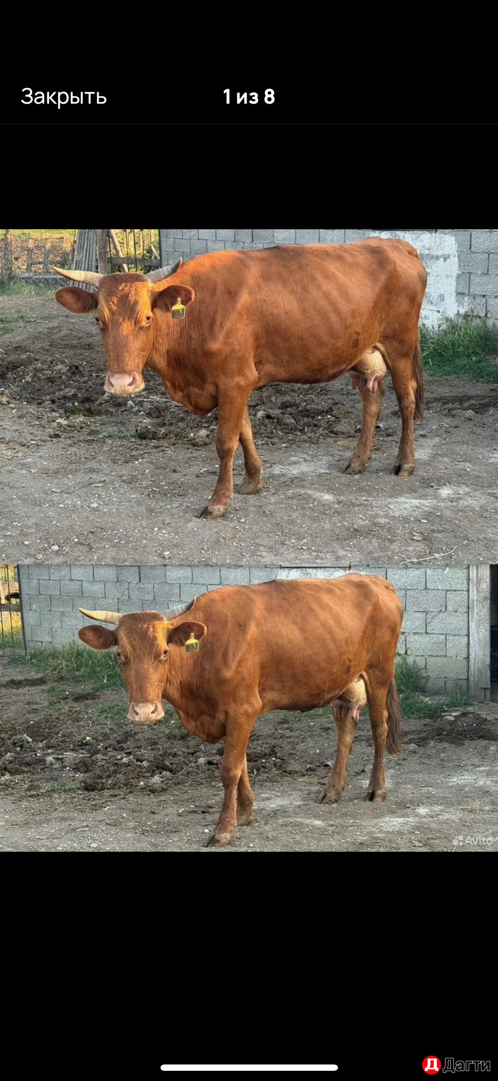 Дойные коровы