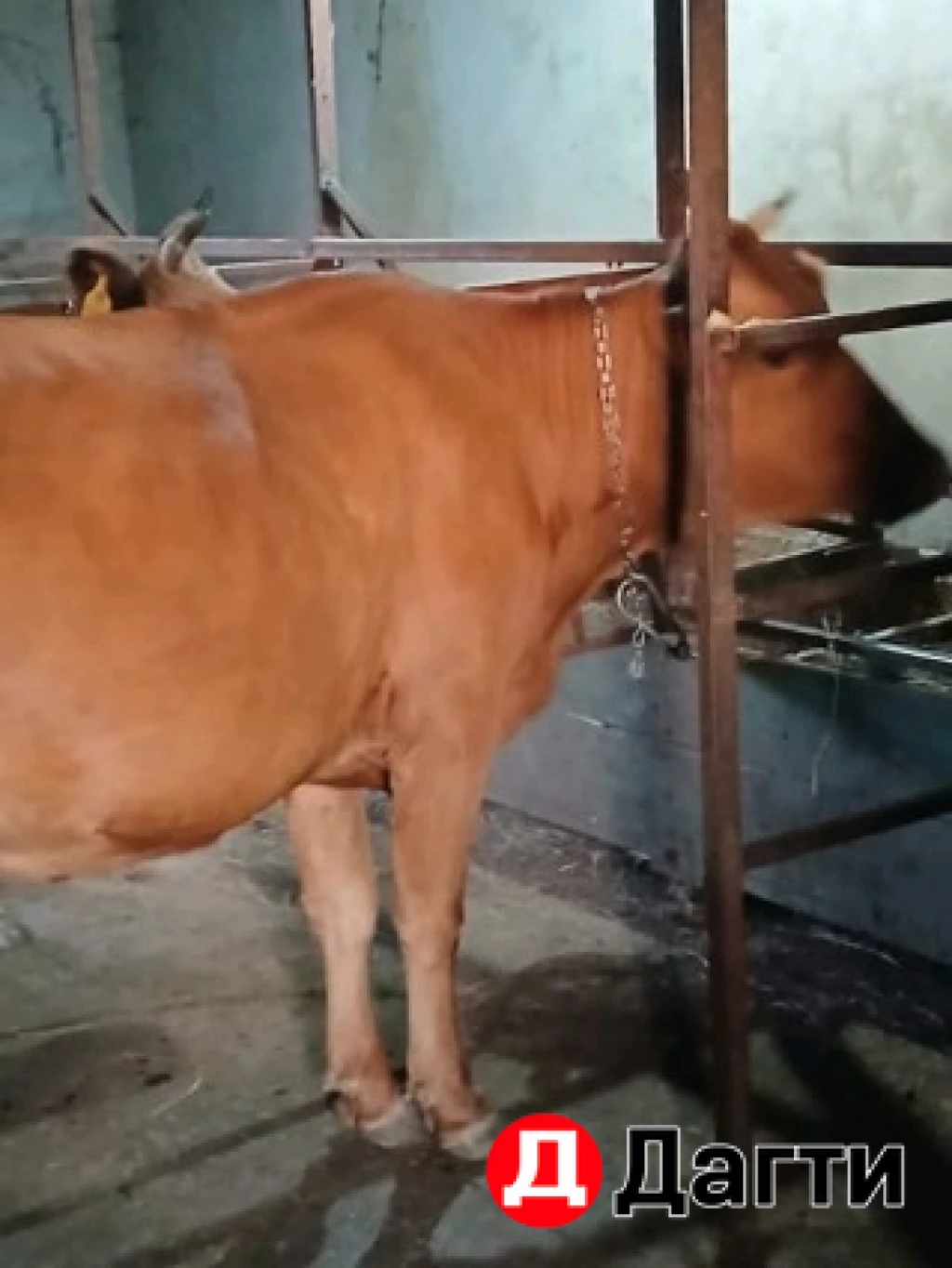 Корова с телёнком, корова дойная, бычок, тёлка.