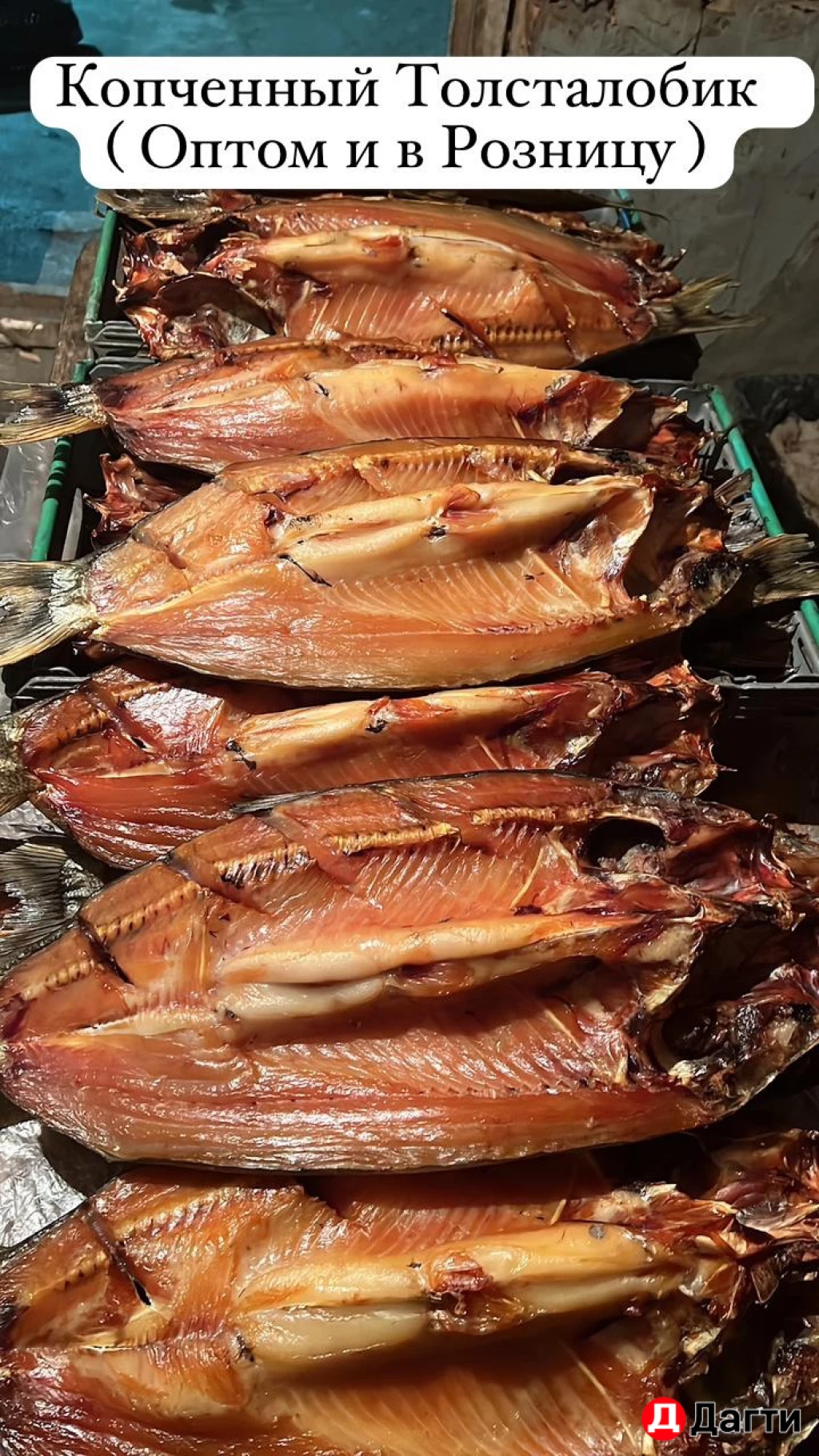 Толсталобик