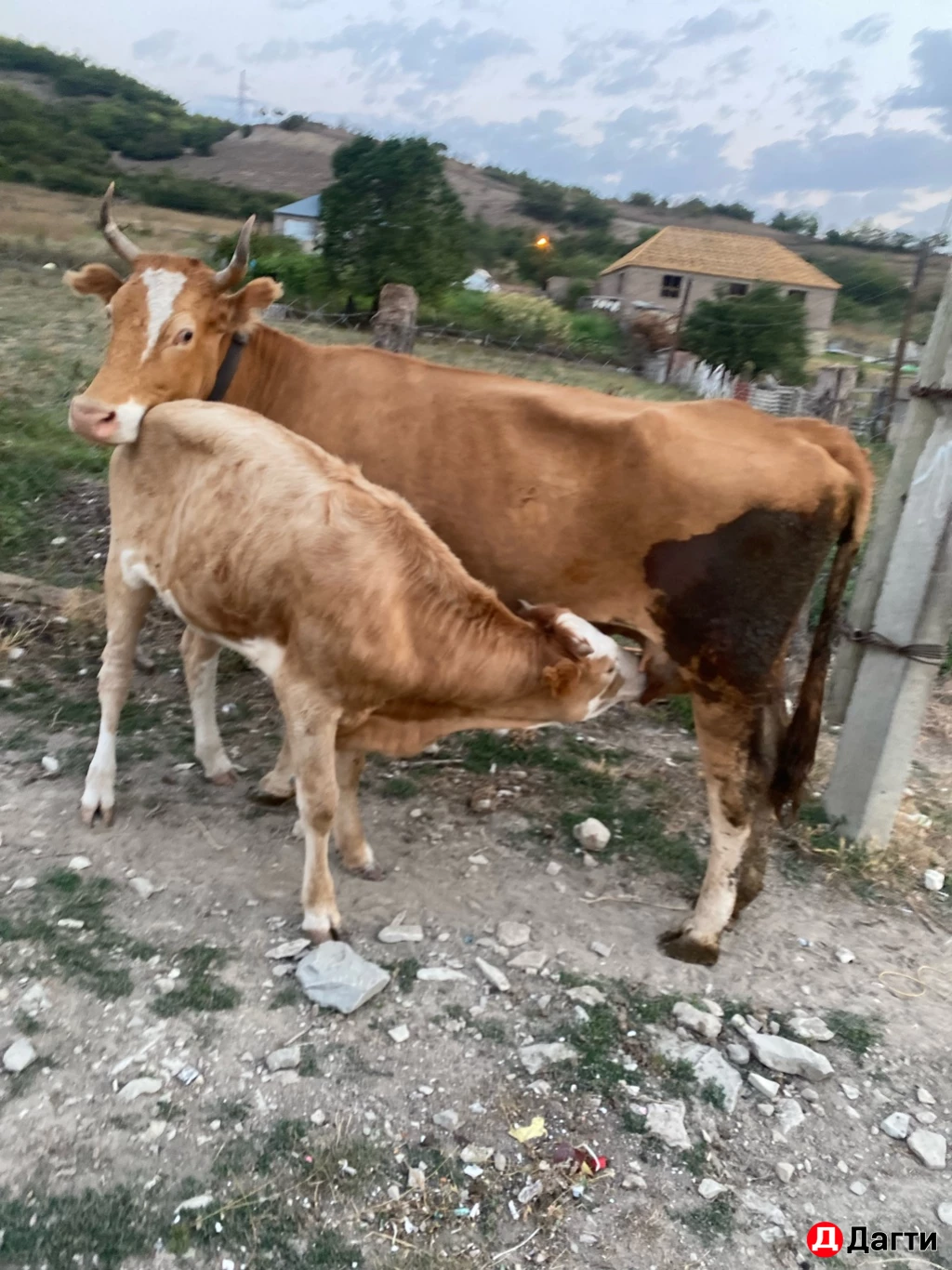 Коровы,телята