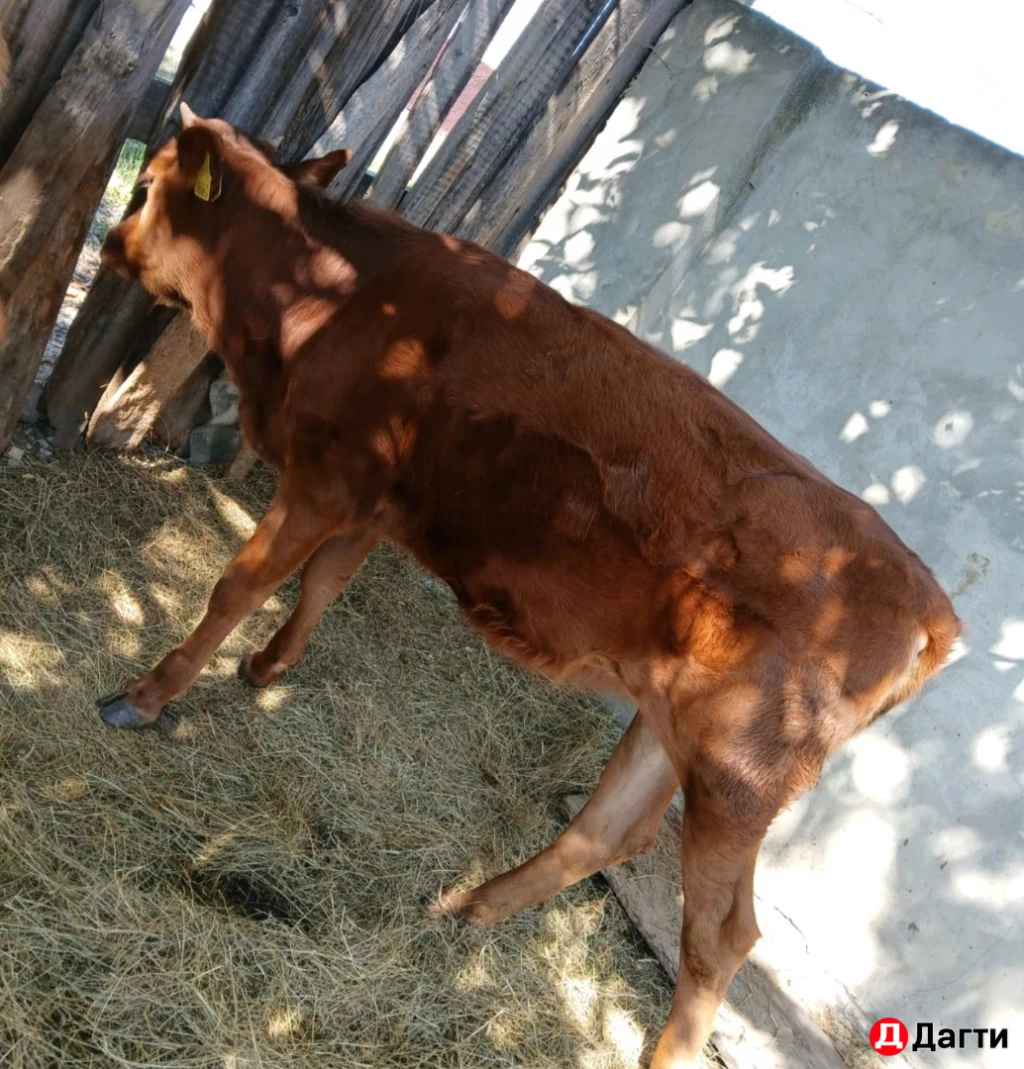 Корова с телёнком, корова дойная, бычок, тёлка.