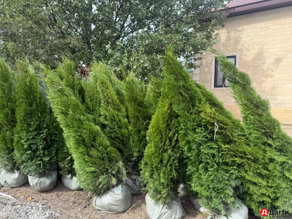 Туя Смарагд 160 см