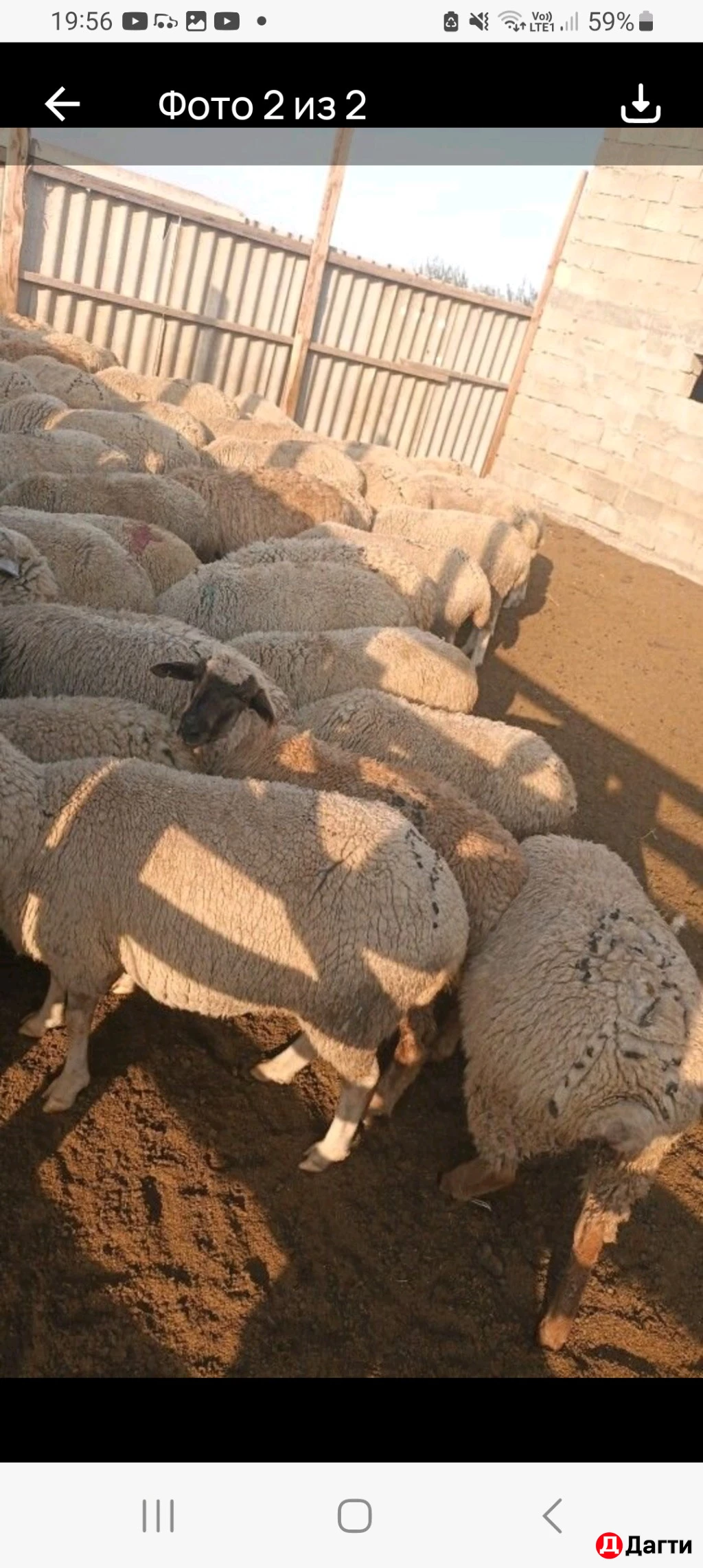 Продаю( овцы матки)хорошие,упитанные, не покрытые