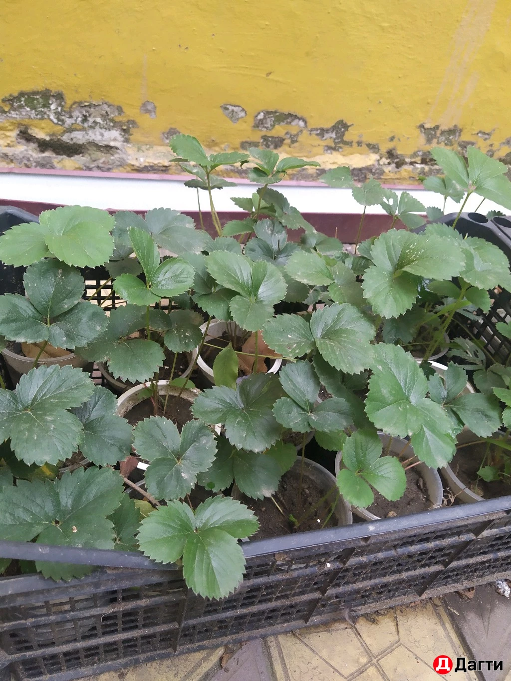 Клубника рассада