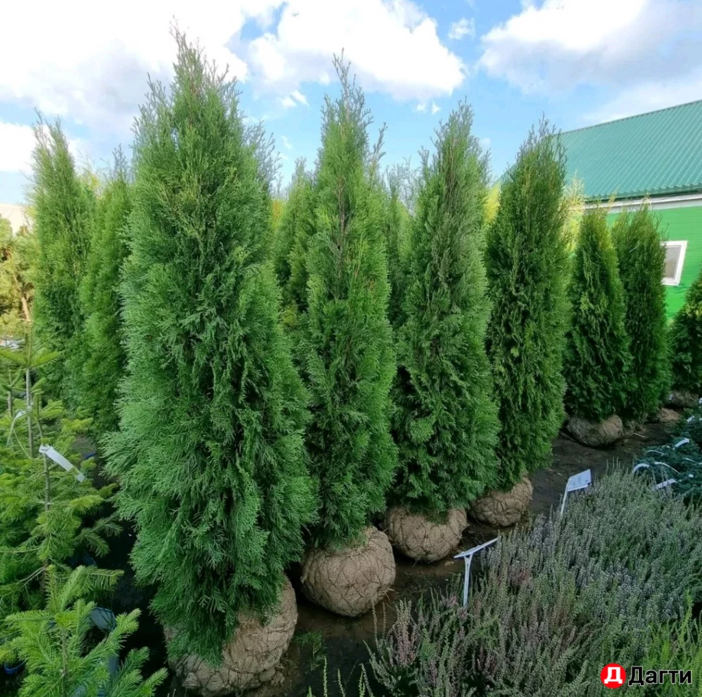 Туя Смарагд 160 см