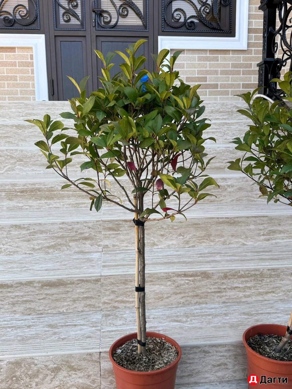 Фатиния На Штамбе