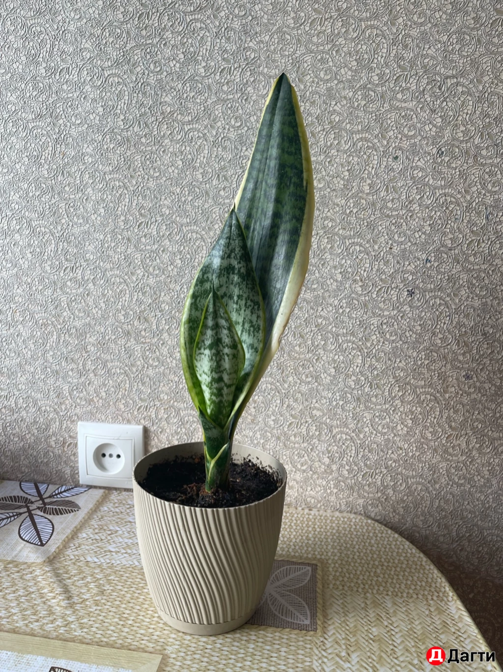 Сансевиерия