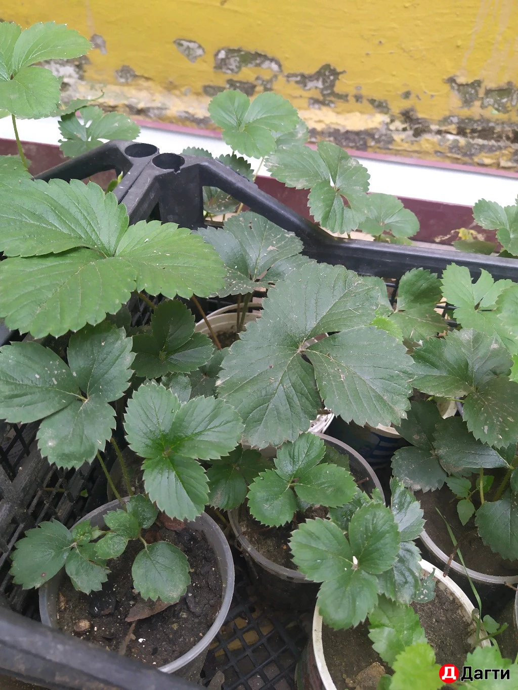 Клубника рассада