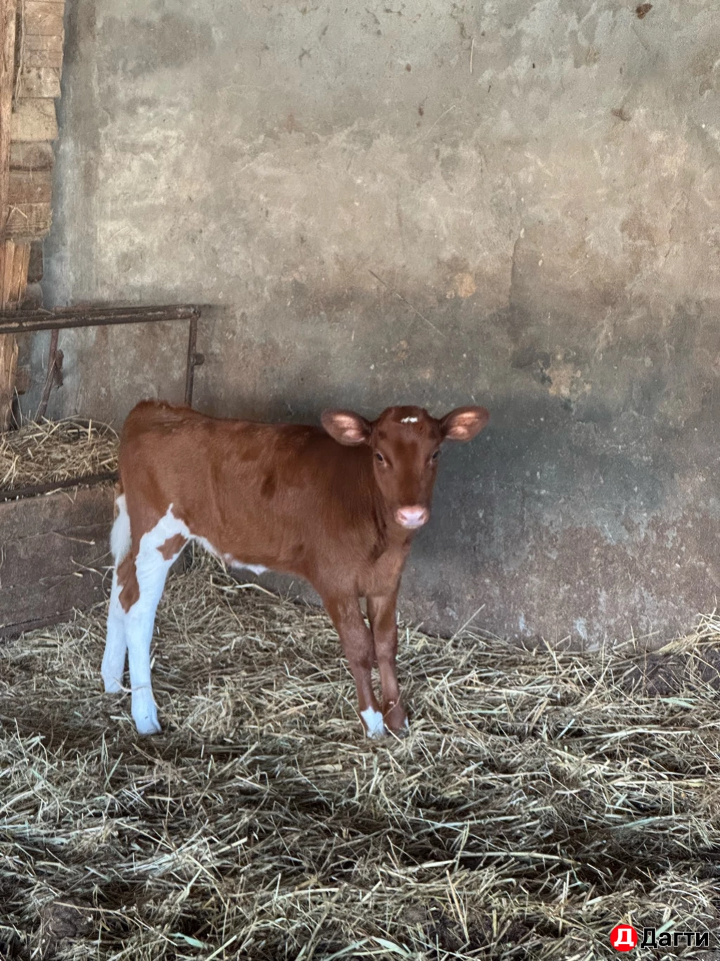 Корова с телёнком