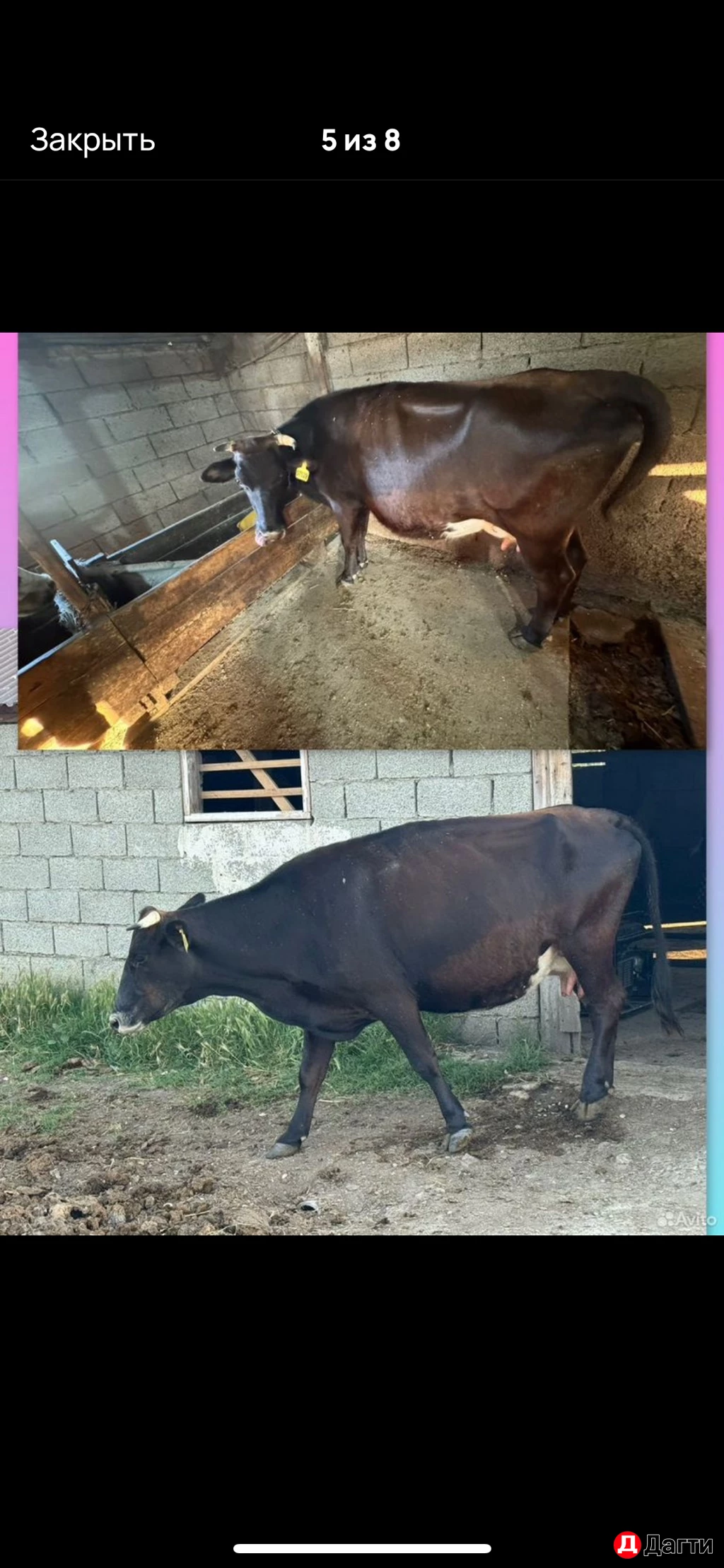 Дойные коровы