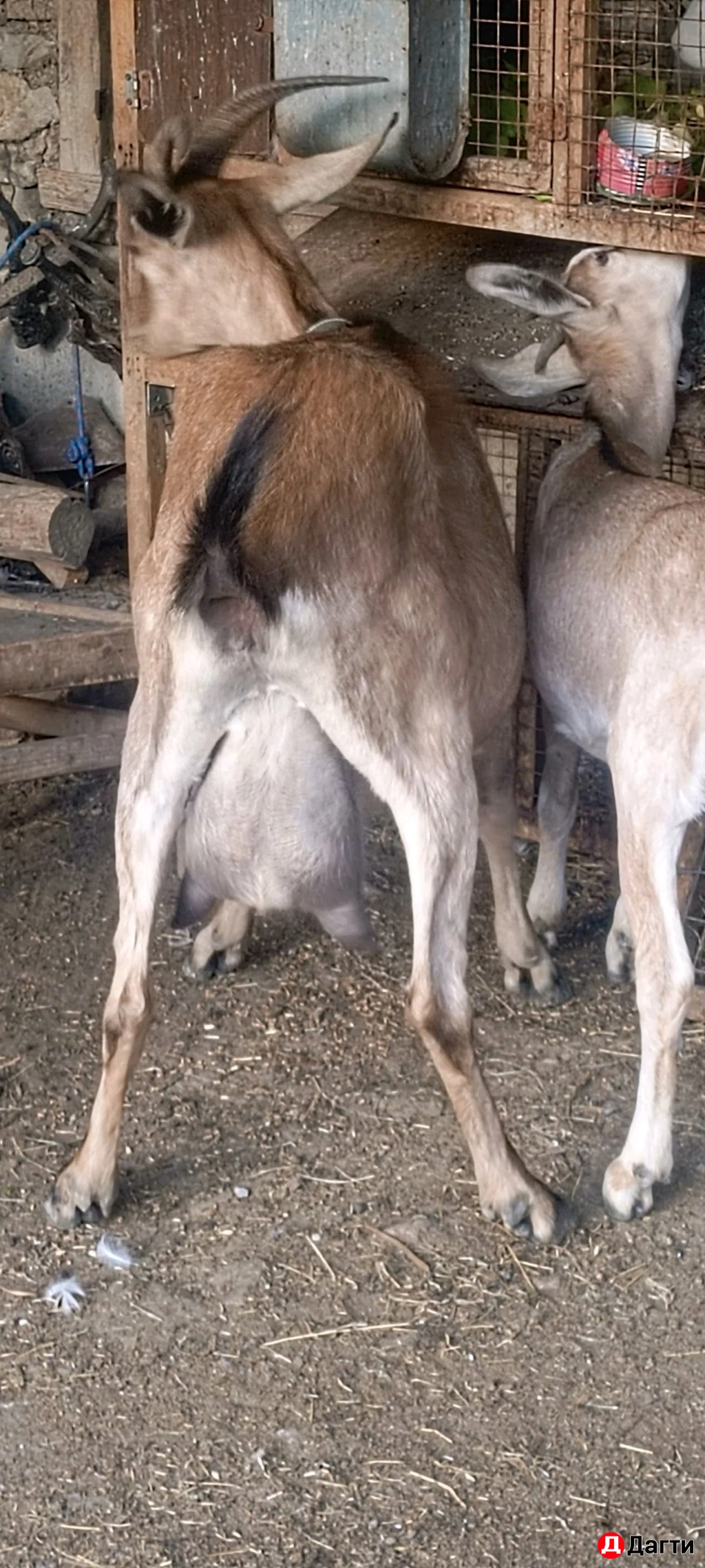 Козлики и коза