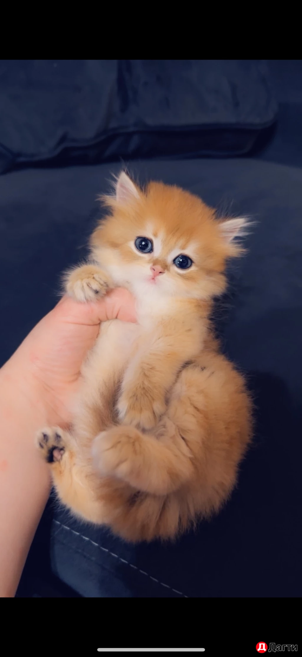 Котята шотландцы