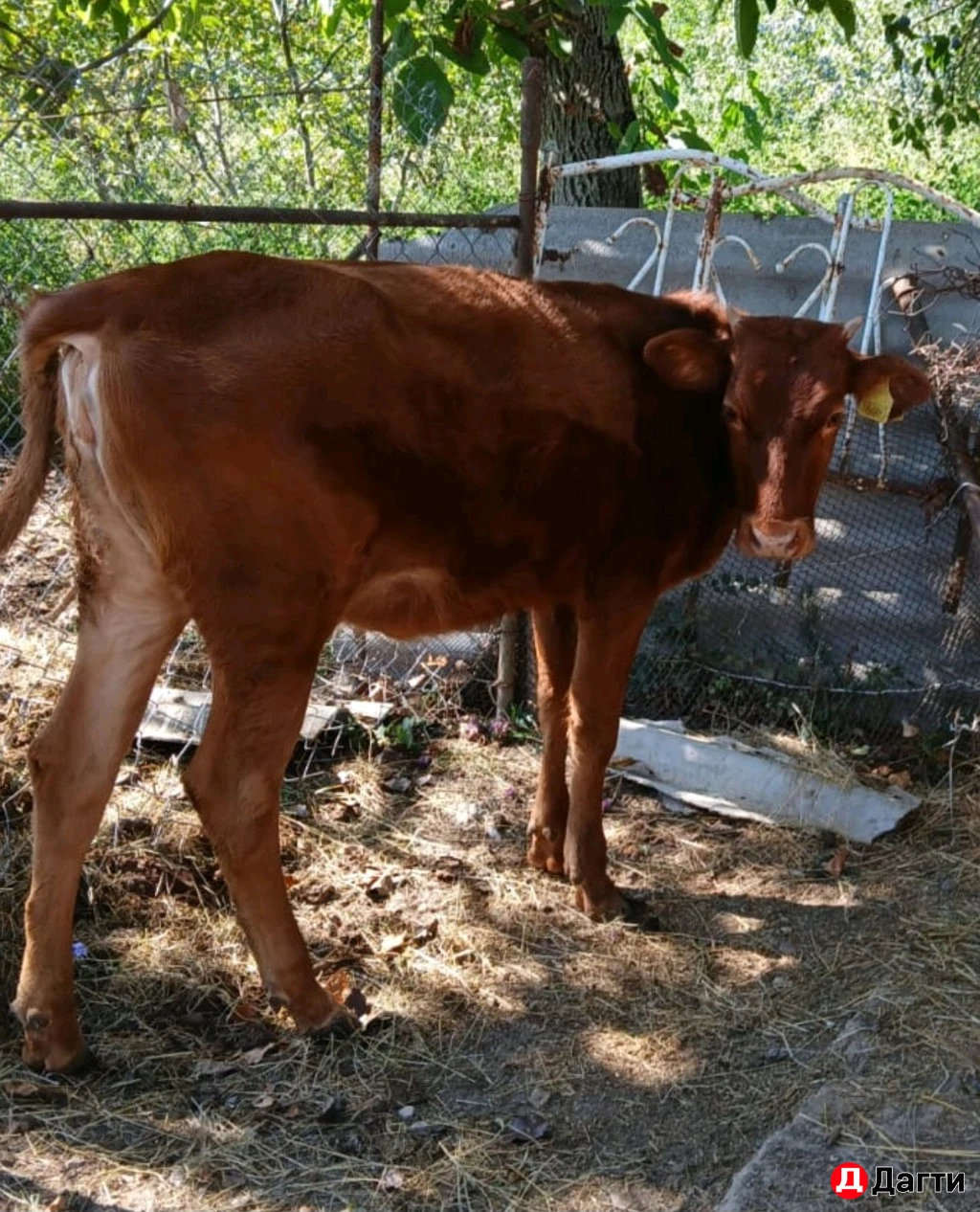 Корова с телёнком, корова дойная, бычок, тёлка.