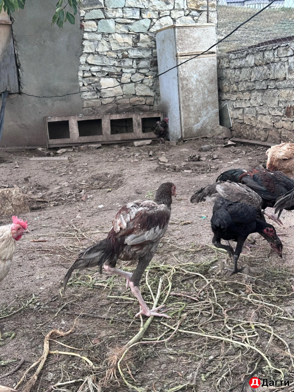 Бойцовые птицы