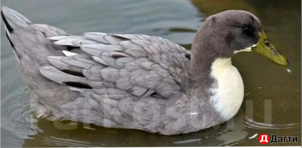 Утки башкирские