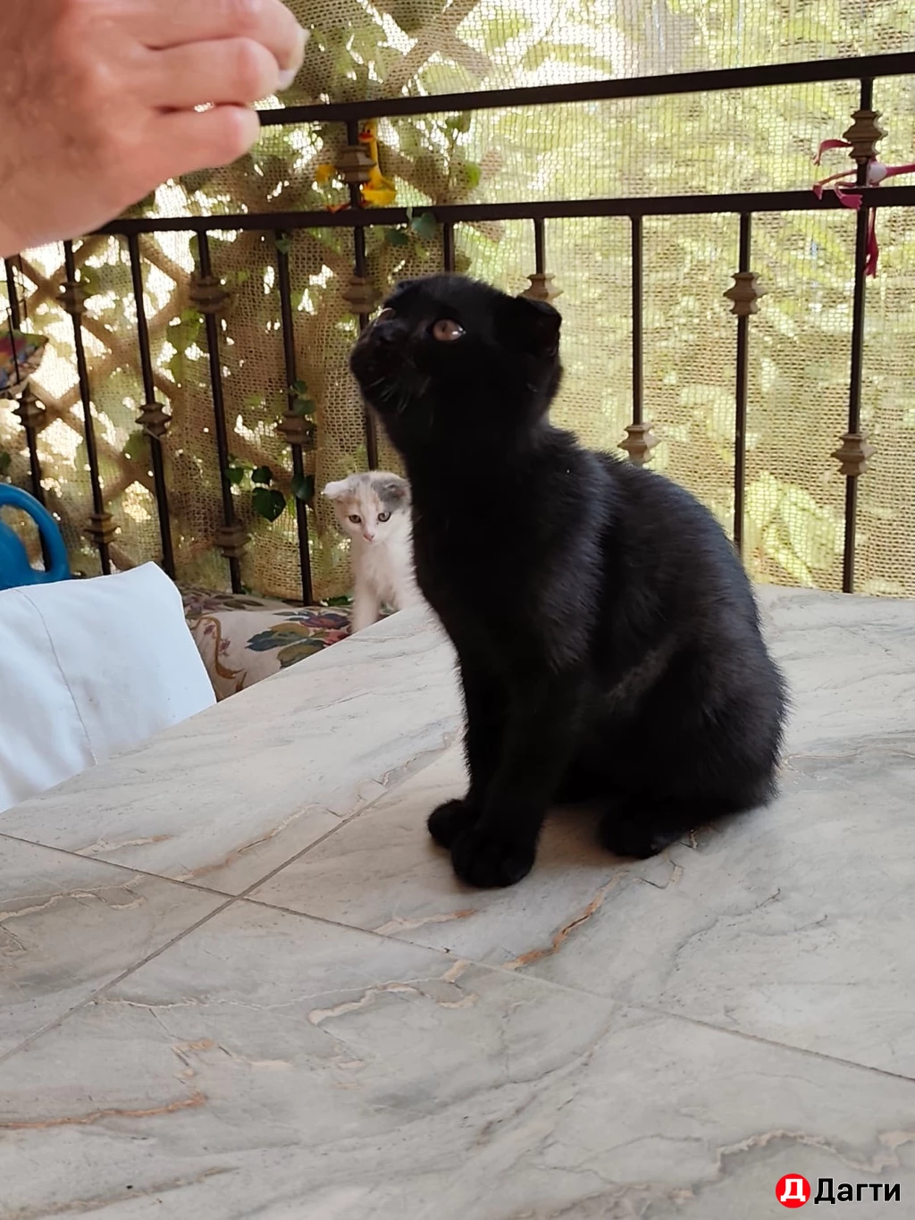 Вислоухие  котята