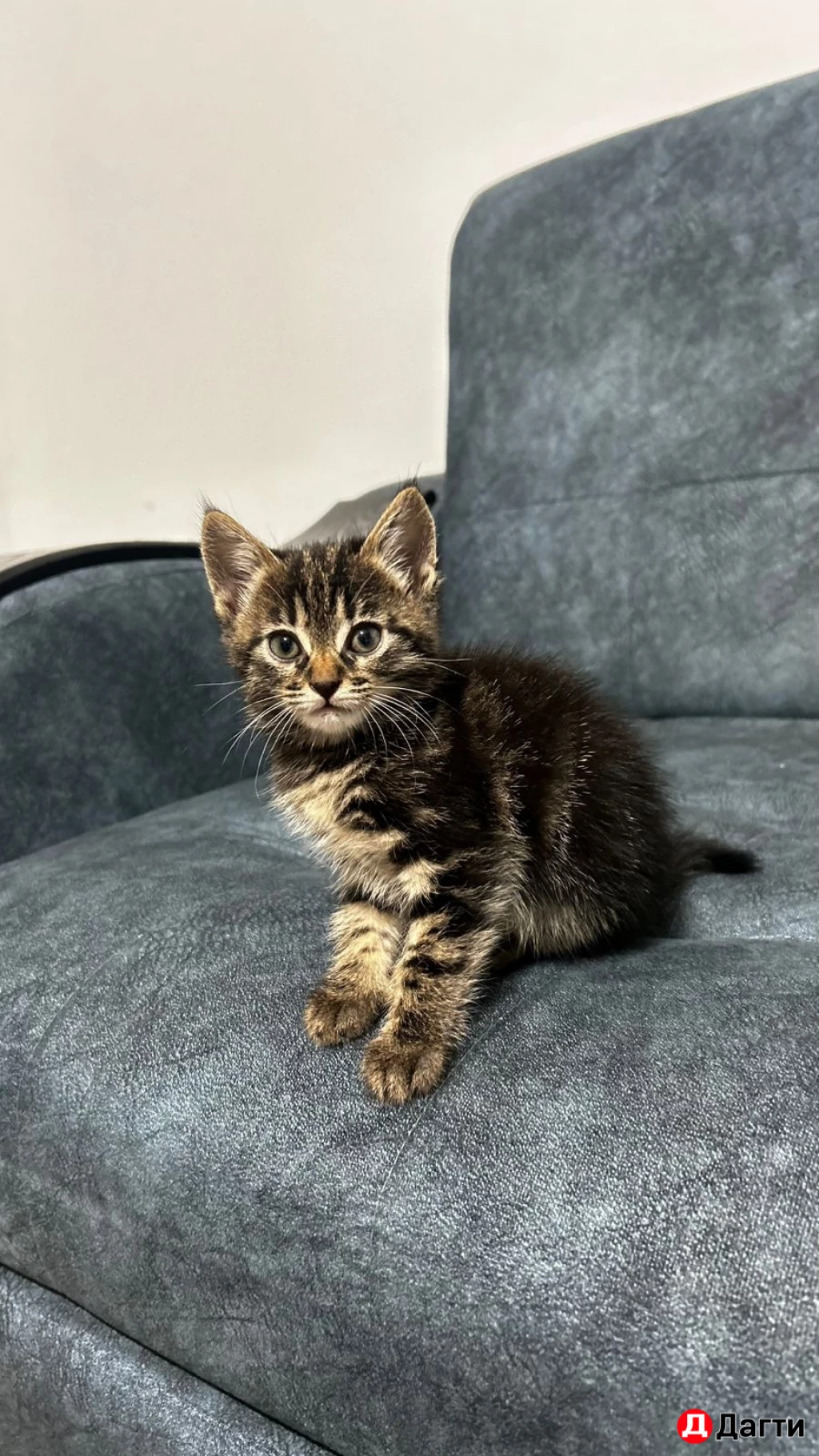 Европейские кошки