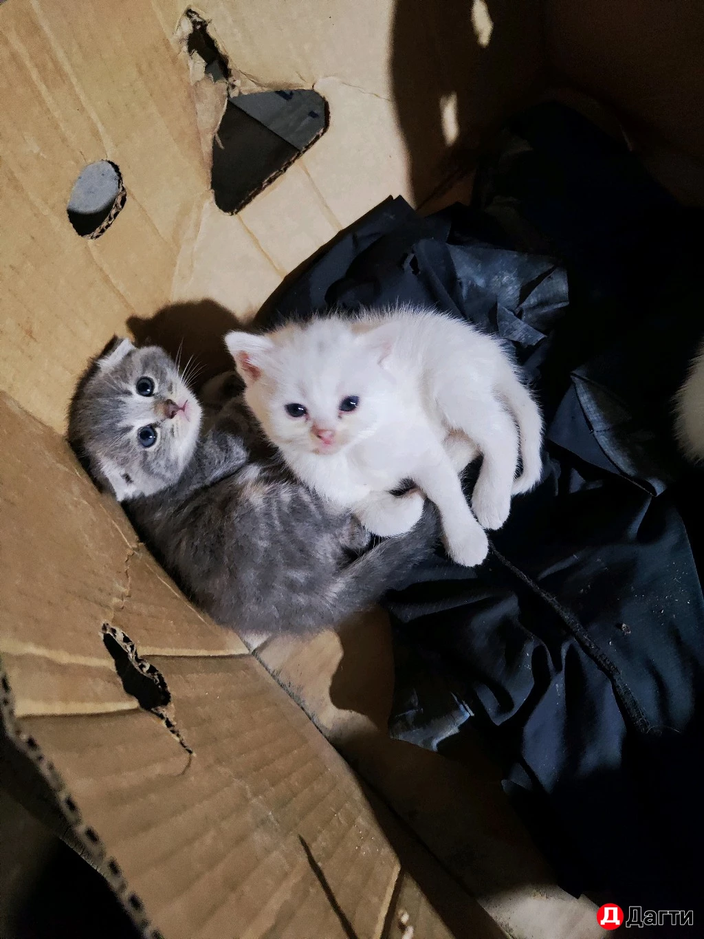 Вислоухие котята