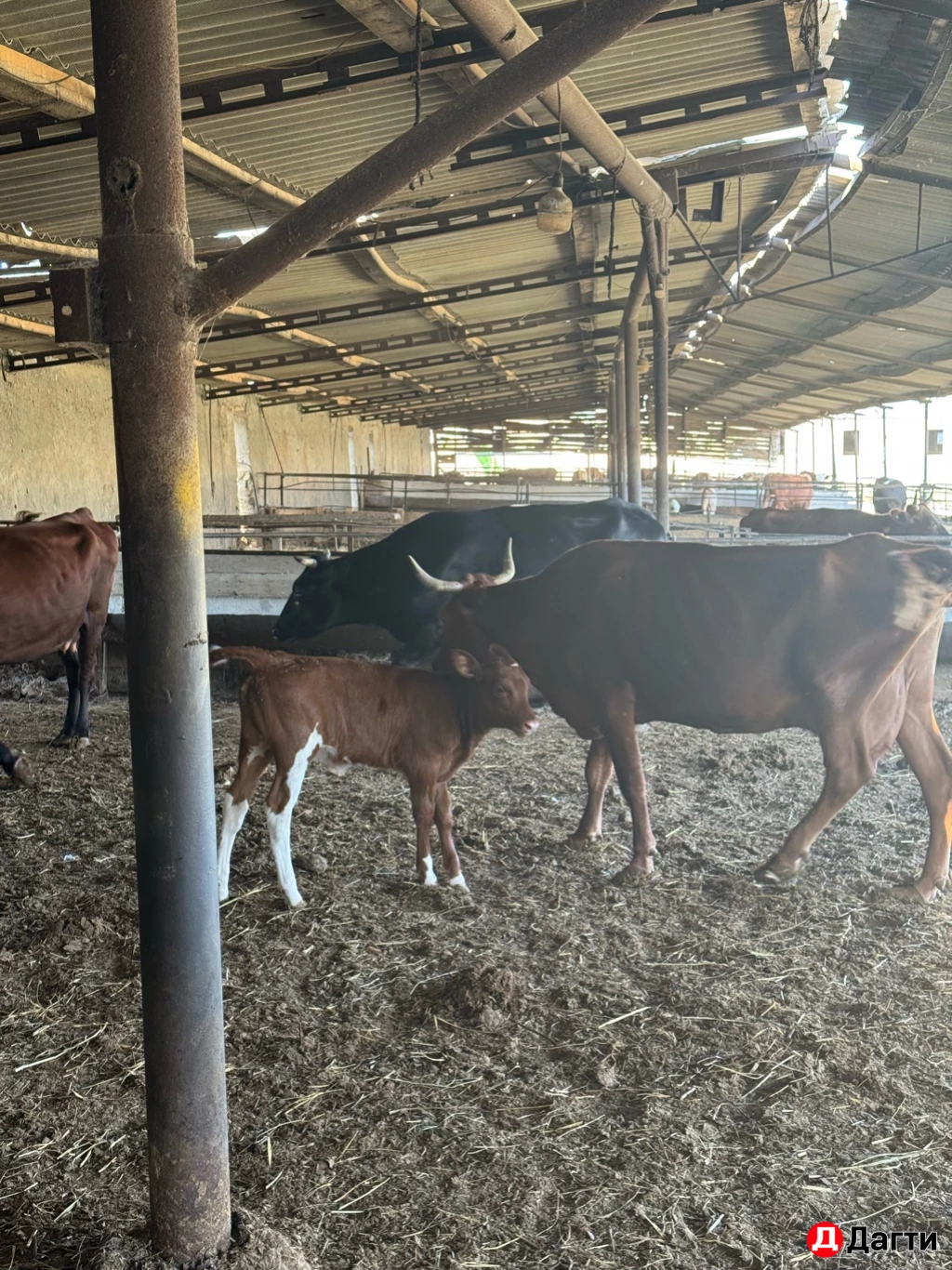 Корова с телёнком