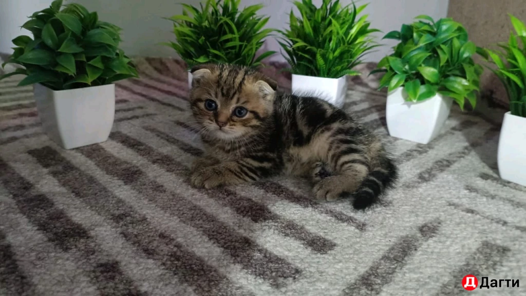 Шотландская вислоухая золотистая шиншила