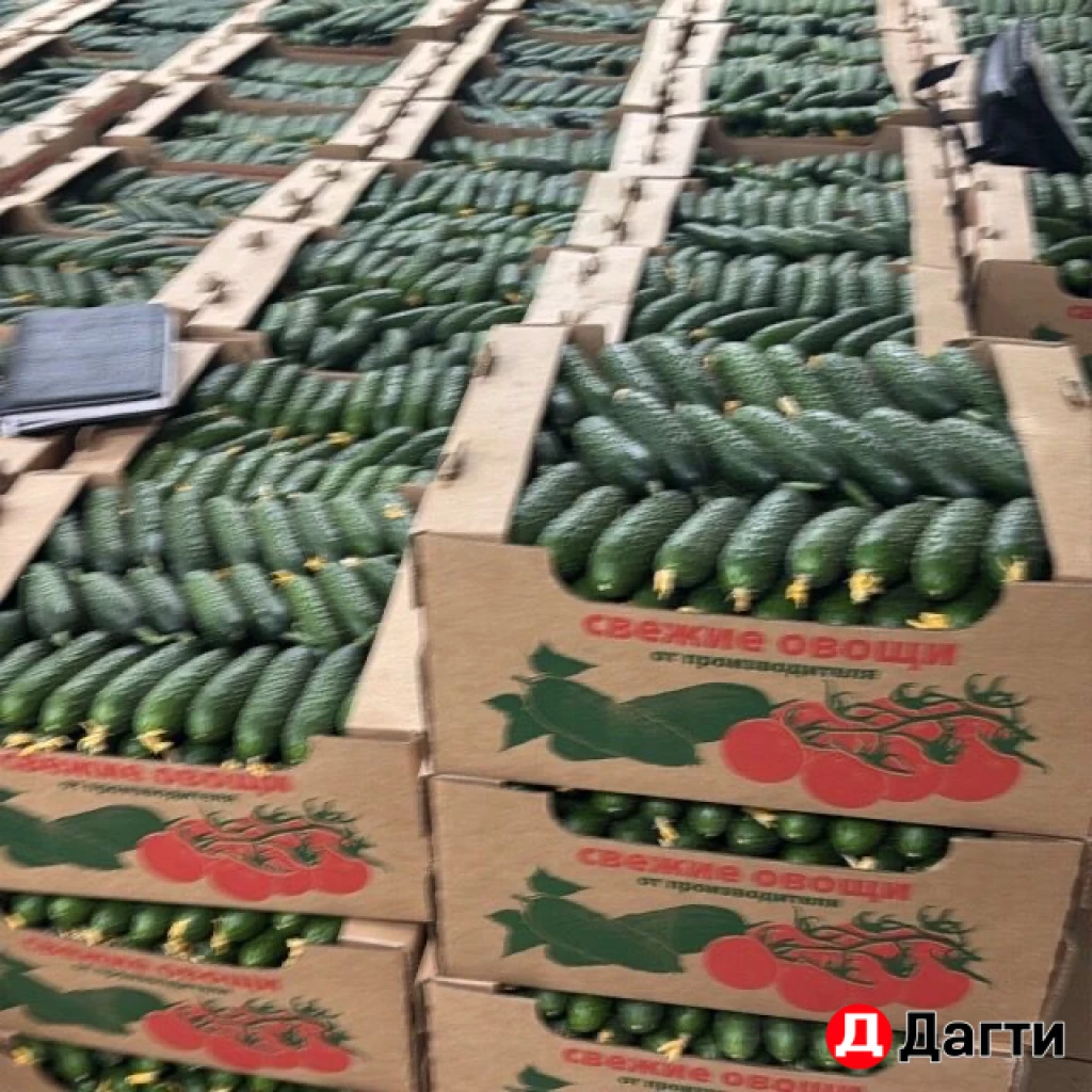 Огурцы свежие