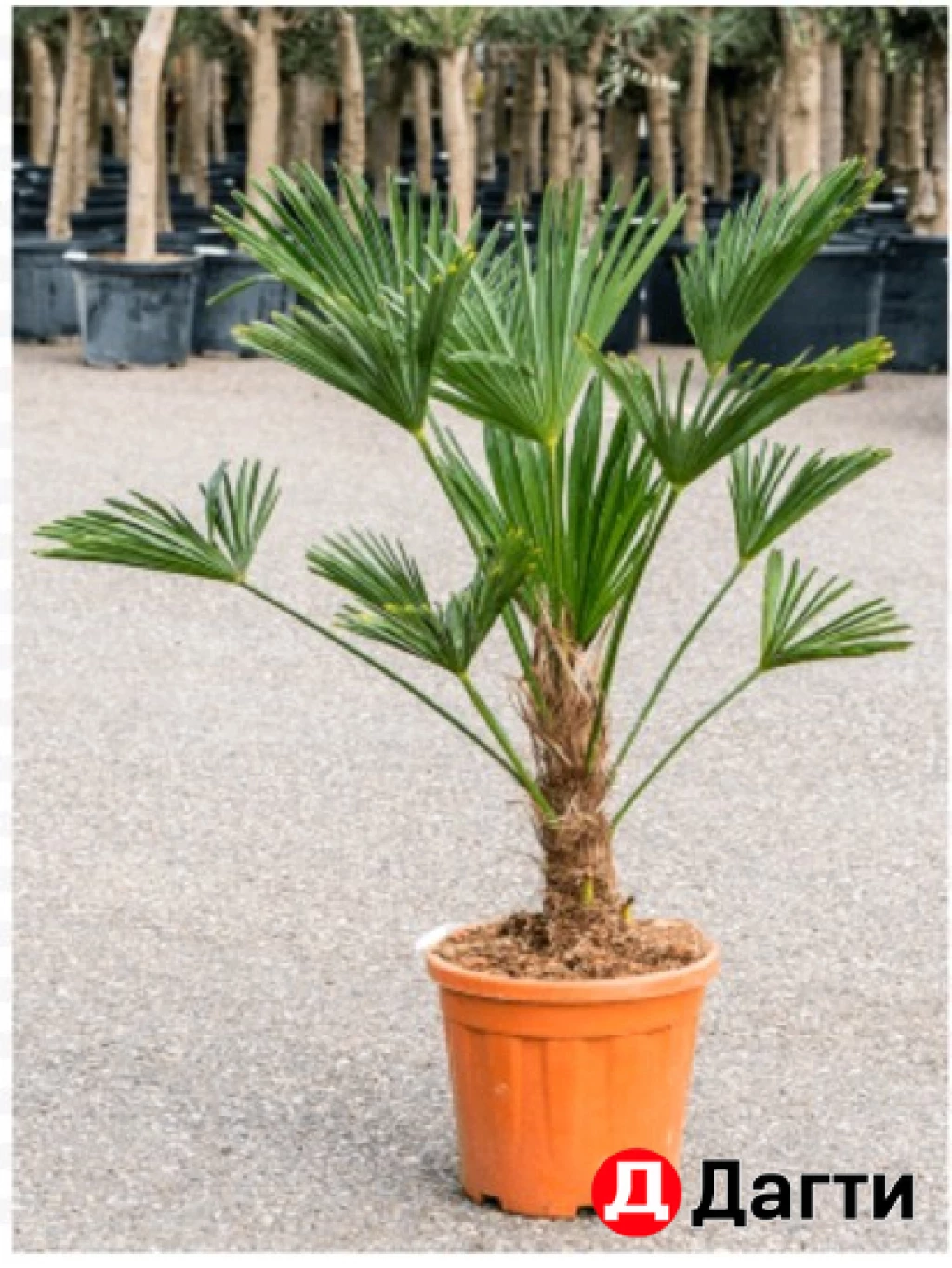 Пальма Вашингтония