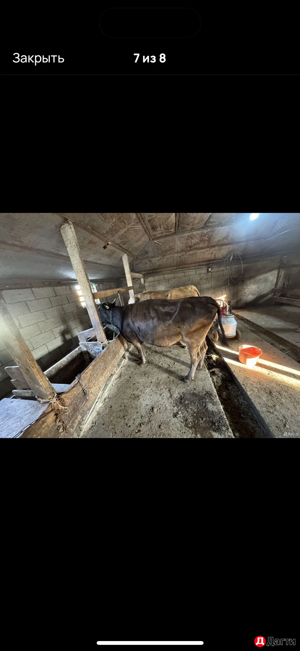 Дойные коровы