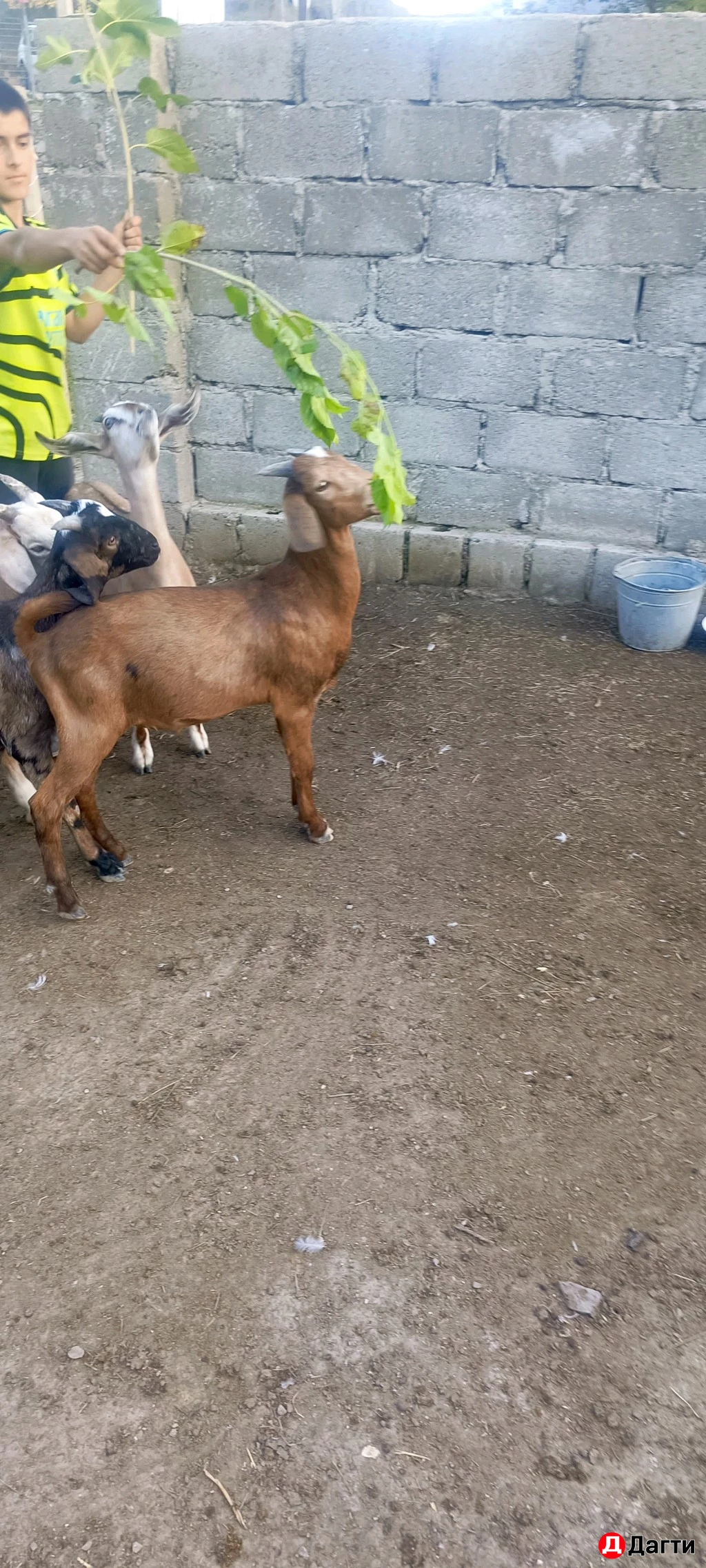 Козлики и коза